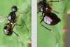 Sepsis sp.